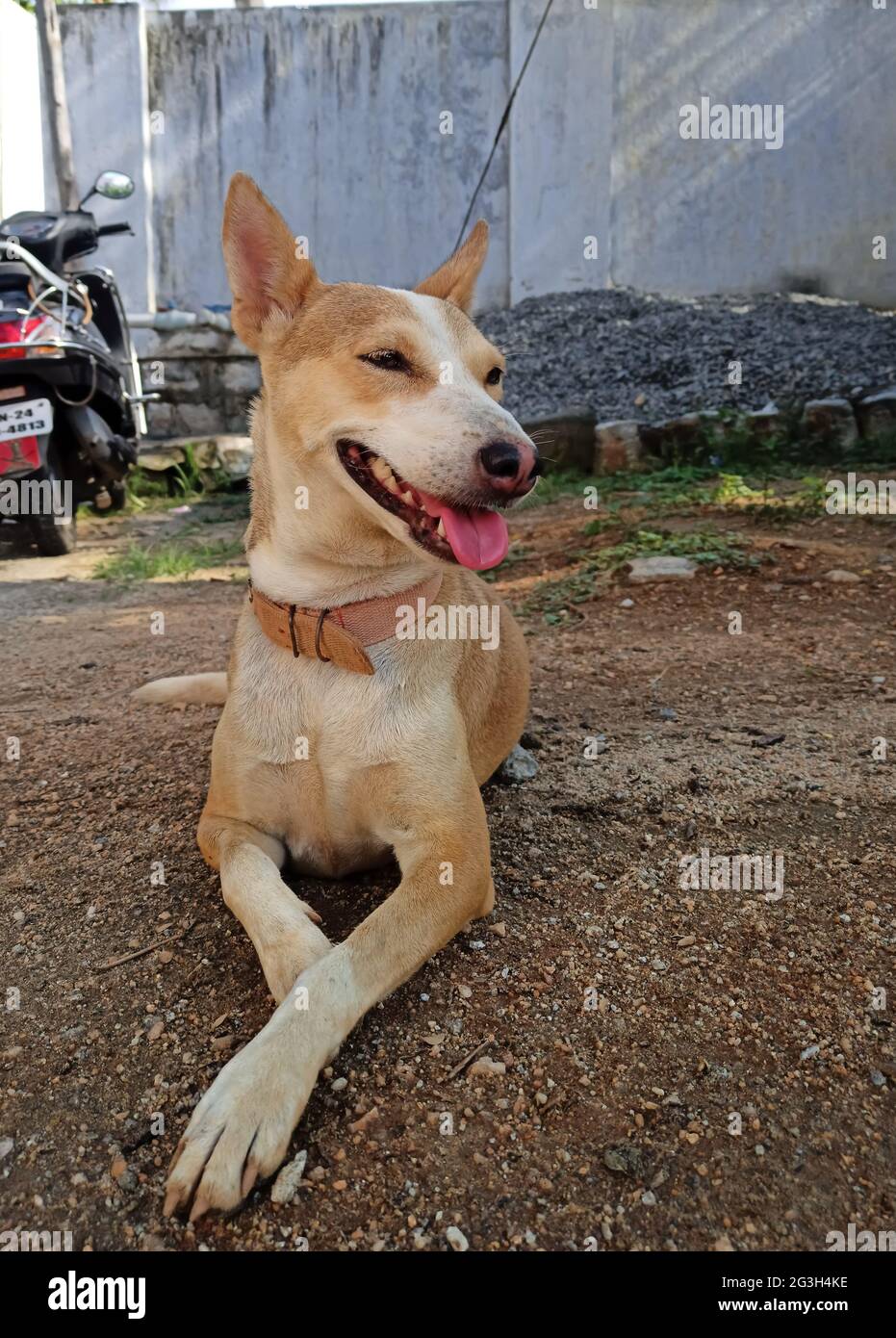 KRISHNAGIRI, INDIA - May 23, 2021: Dog sitting quit, brown and white mixed dog Stock Photo