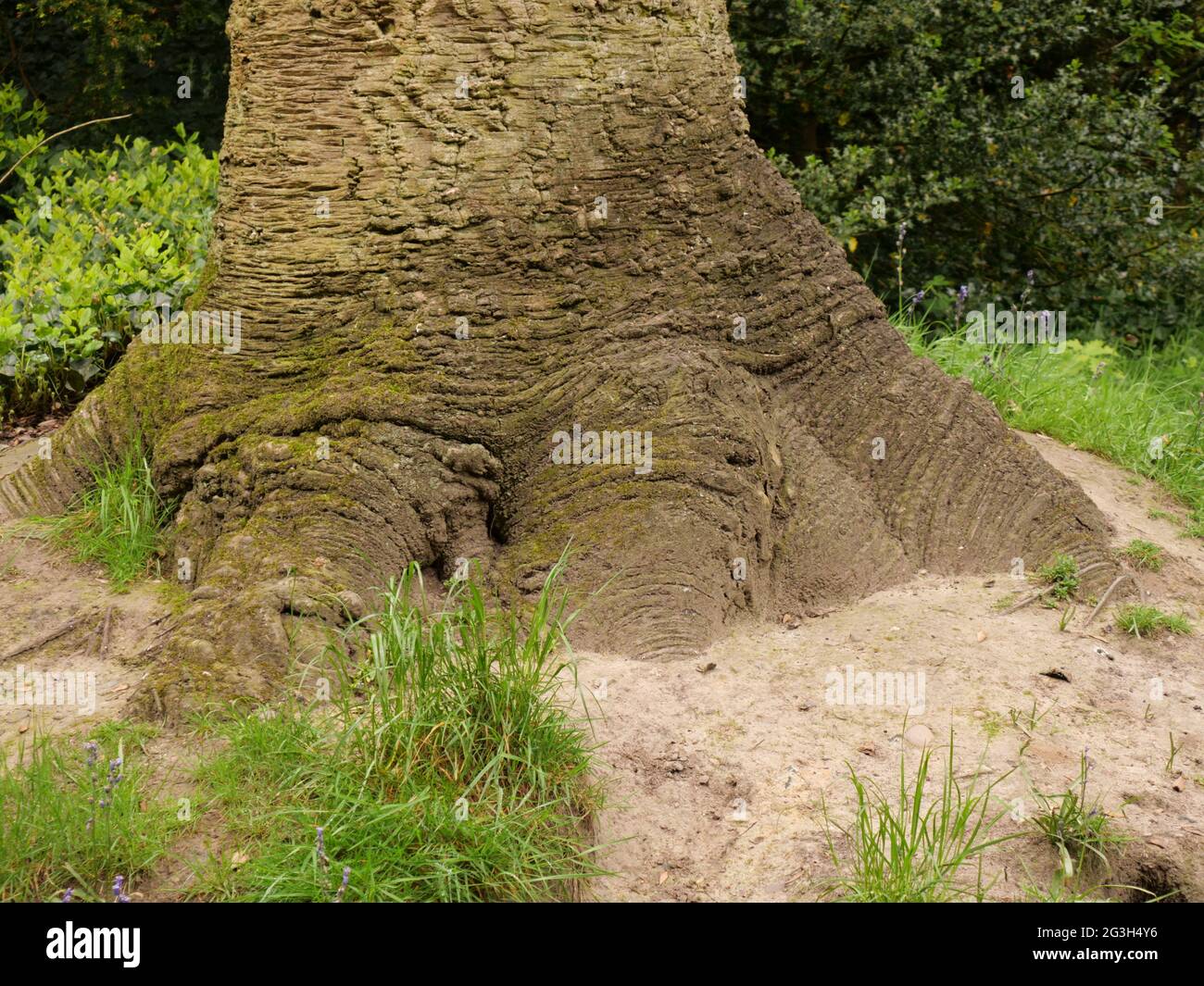 Thick tree roots hi-res stock photography and images - Alamy