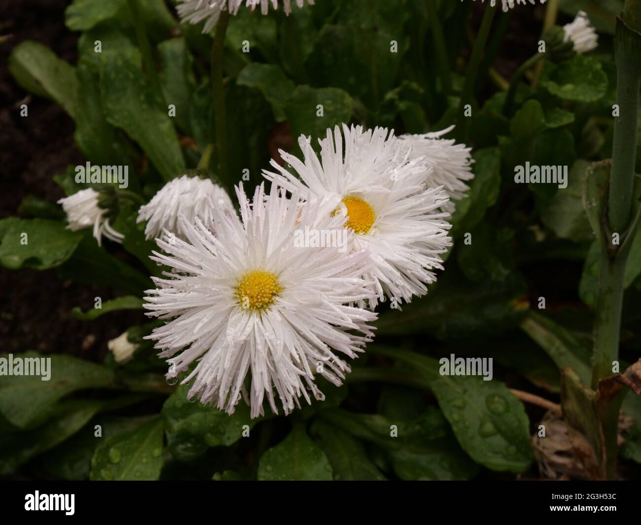 Long thin petals hires stock photography and images Alamy