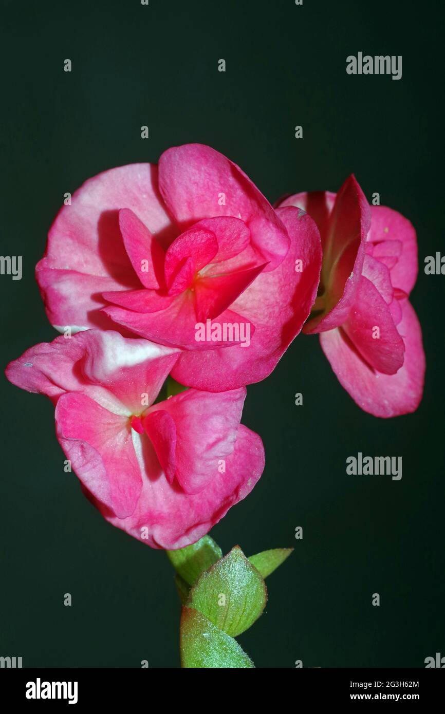 Begonia flowering close-up Stock Photo