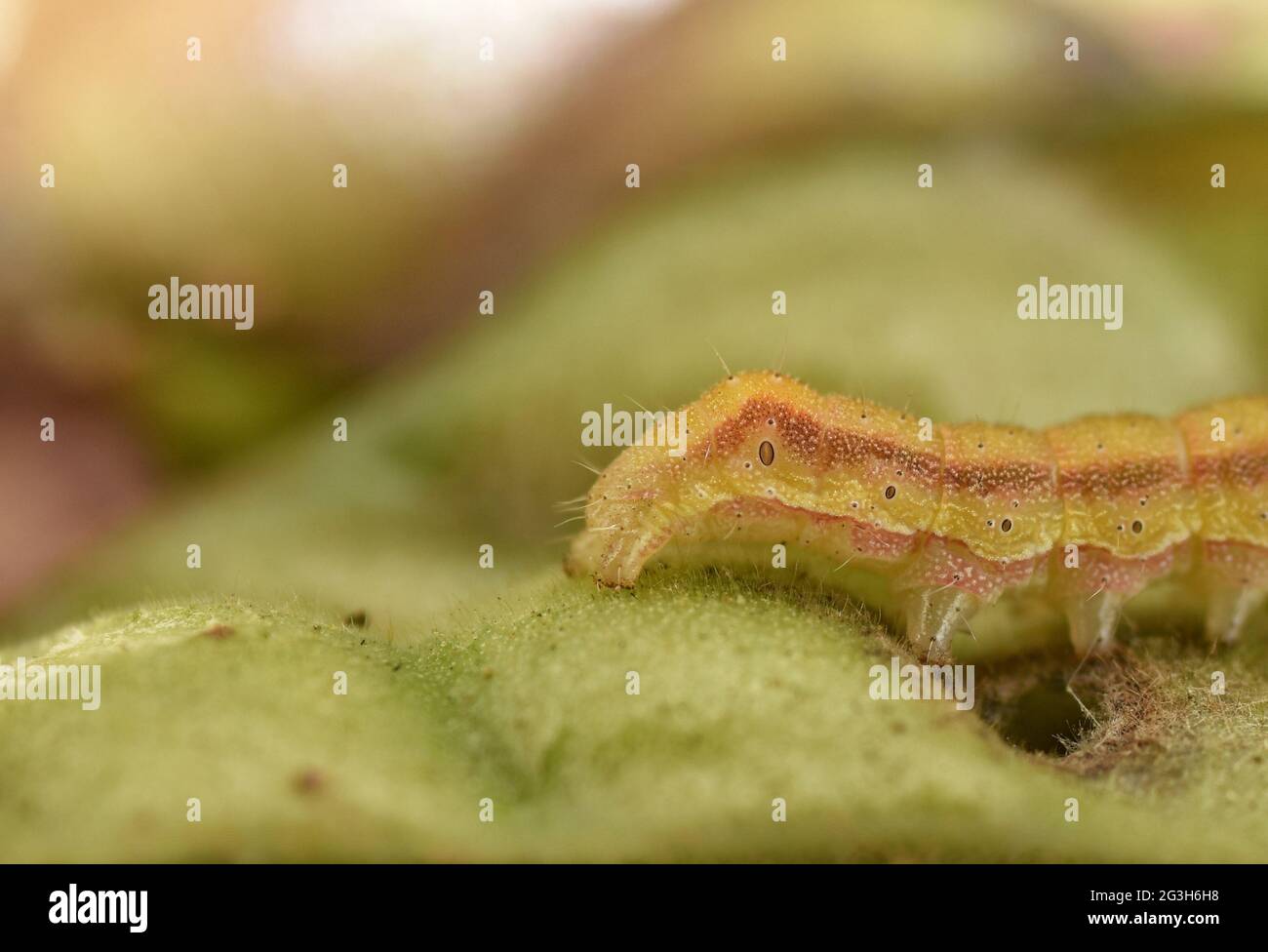 Cunupia, Trinidad and Tobago- February 15th 2020: Caterpillar feeding on a pea pod. Stock Photo