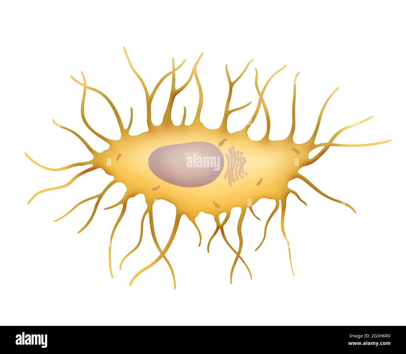 Osteocyte, a bоне cell that lies within the substance of fully formed bone Stock Photo