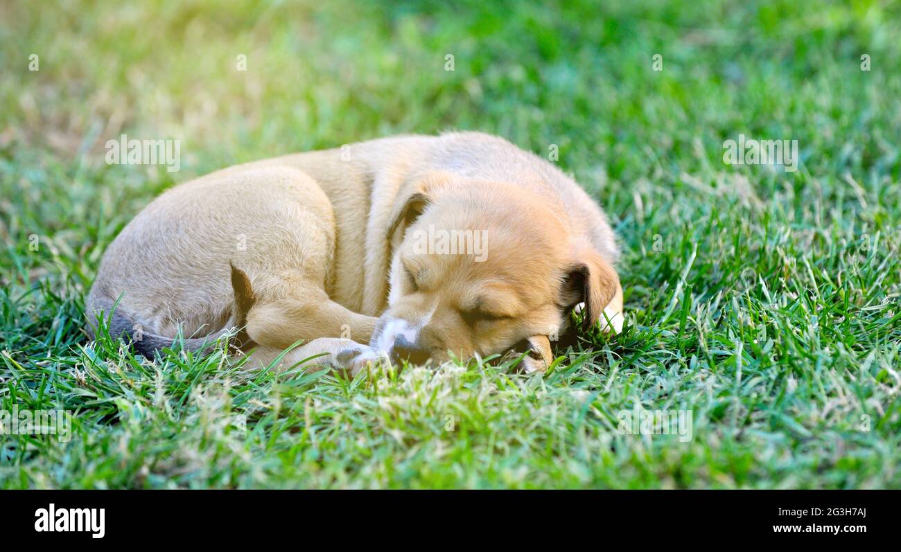 strong healthy mixed breed puppy sleeping on a grass Stock Photo - Alamy