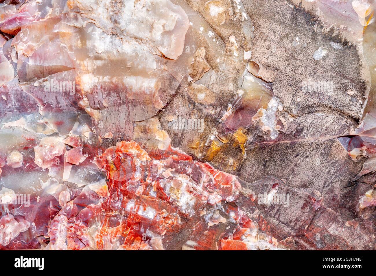 Petrified trees within the Petrified Forest National Park show their rainbow hues, which have turned completely into quartz during the last 225 millio Stock Photo