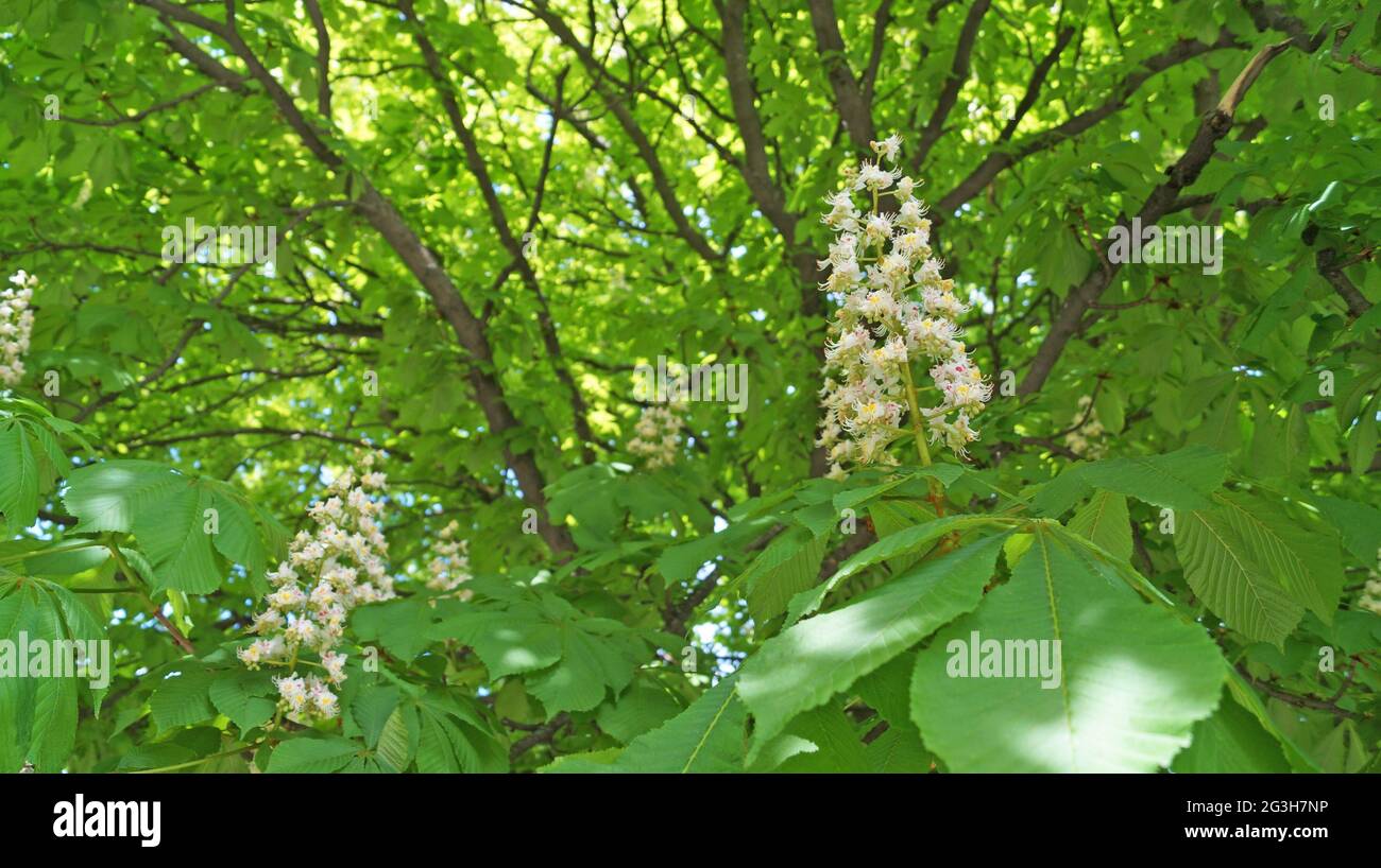 A branch of a chestnut tree with green leaves and an inflorescence of ...