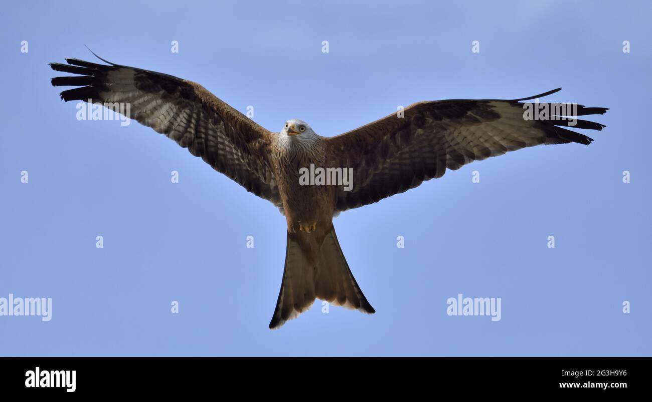 Red Kite,Milvus milvus. Stock Photo