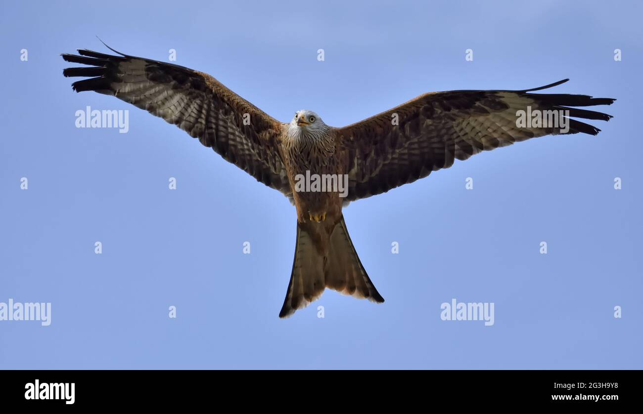 Red Kite,Milvus milvus. Stock Photo