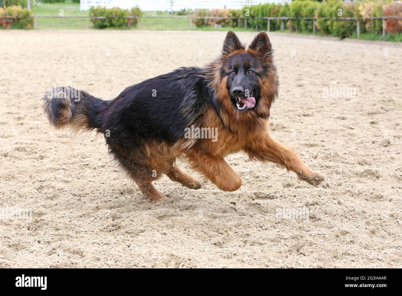 Long haired hotsell male german shepherd