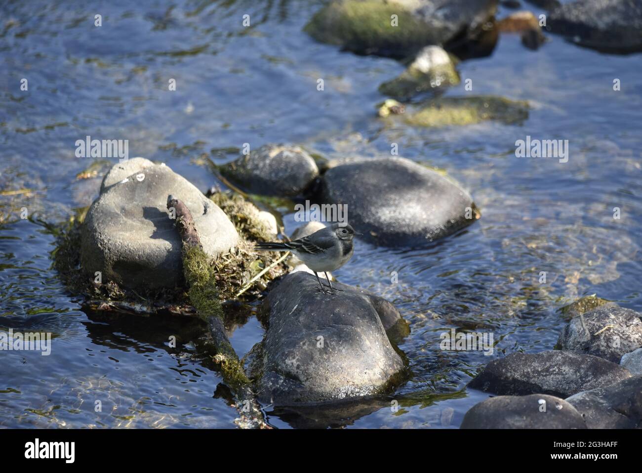 Juvenile Pied Wagtail (Motocilla alba) Standng on a Stone in the Middle of a Slow Flowing River Rhiw in Wales on a Sunny June Day Stock Photo