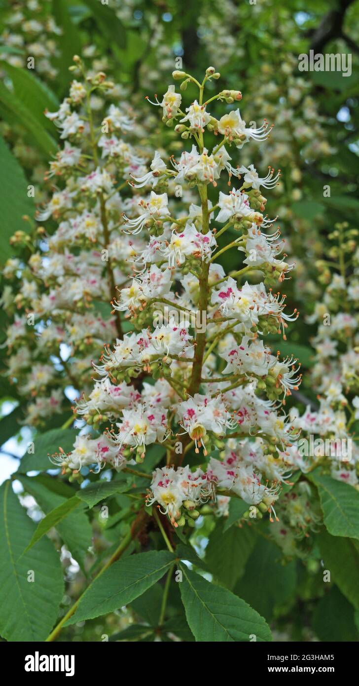 A branch of a chestnut tree with green leaves and an inflorescence of ...