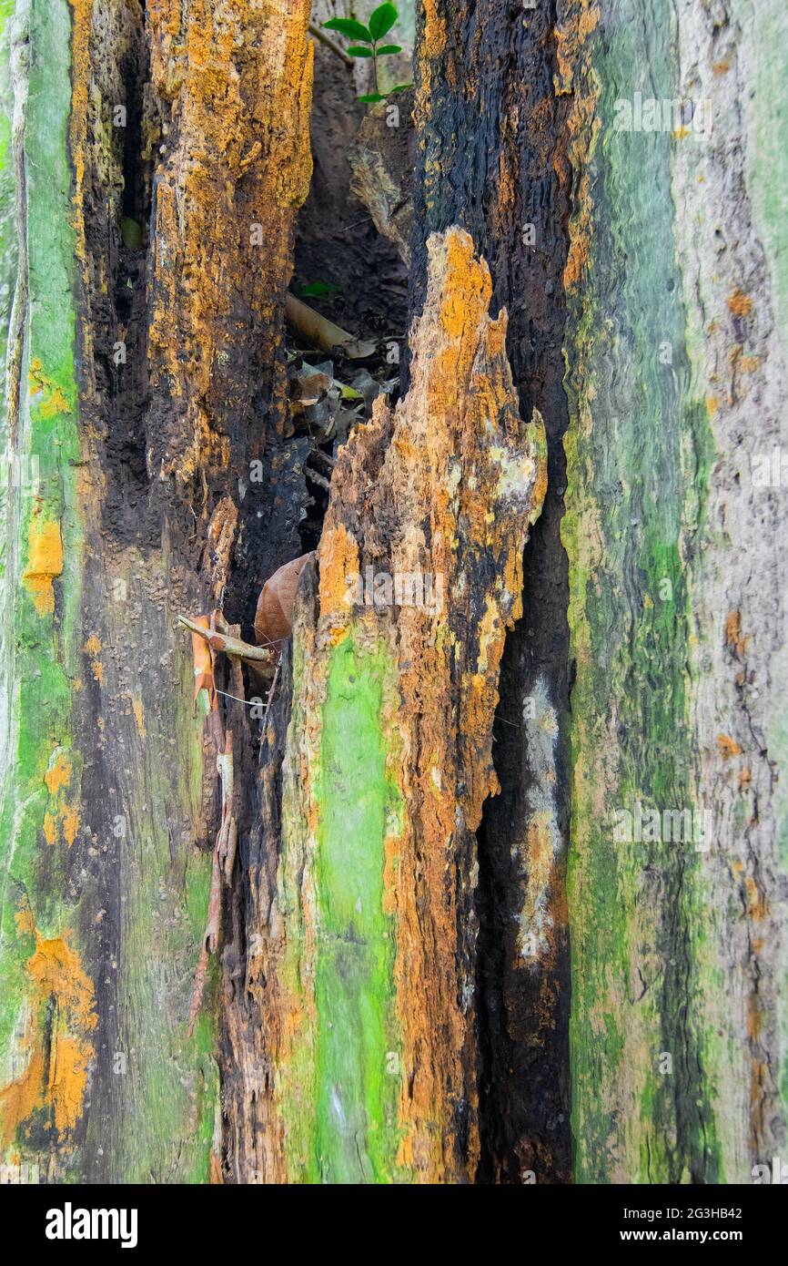 Fungus on brown tree trunk, nature stock image - shot at Howrah, West Bengal, India Stock Photo
