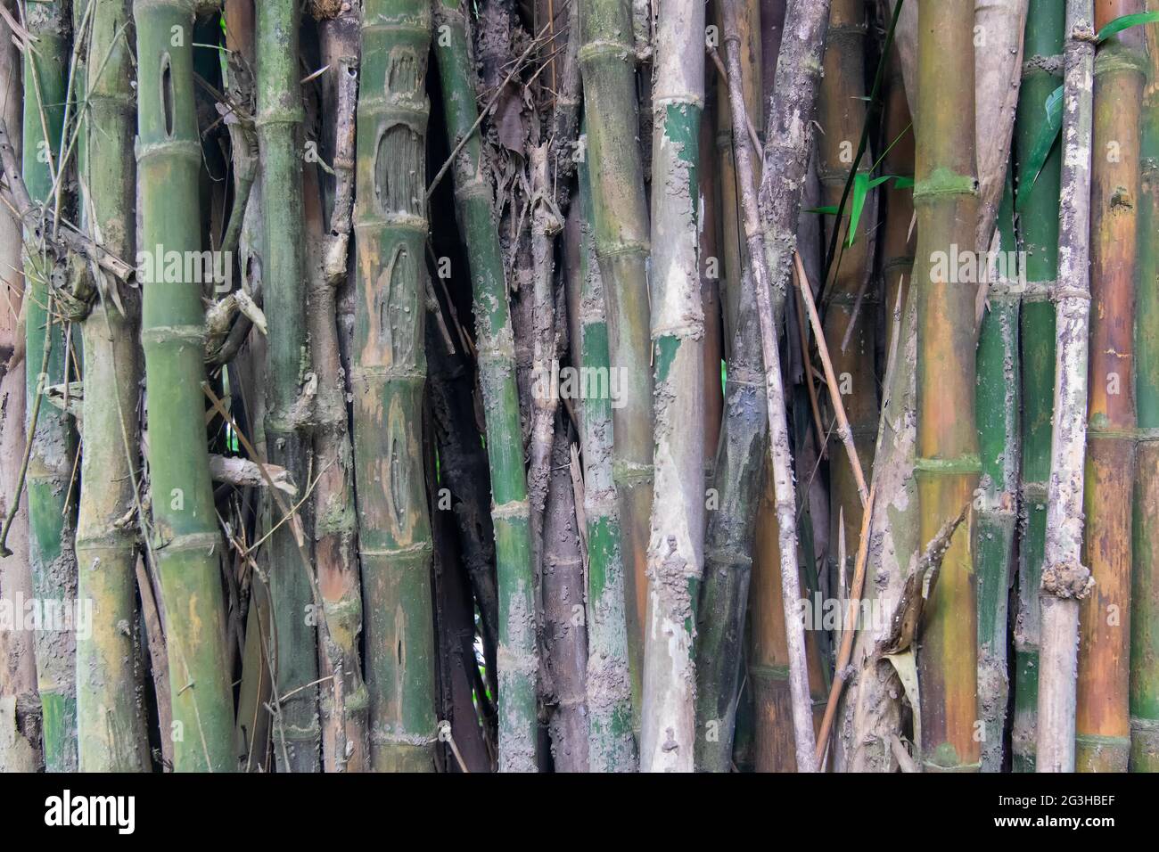 Bamboo trees and leaves, nature stock image - shot at Acharya Jagadish Chandra Bose Indian Botanic Garden previously known as Indian Botanic Garden Stock Photo