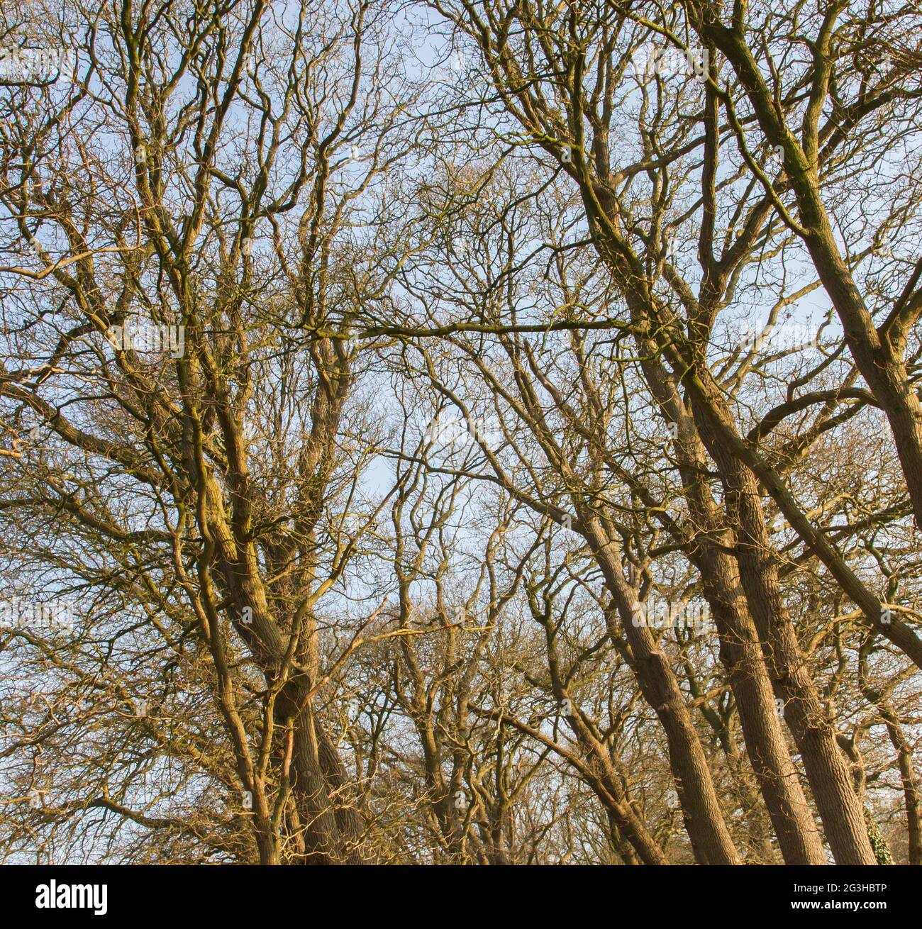 Branches of trees against the sky Stock Photo - Alamy