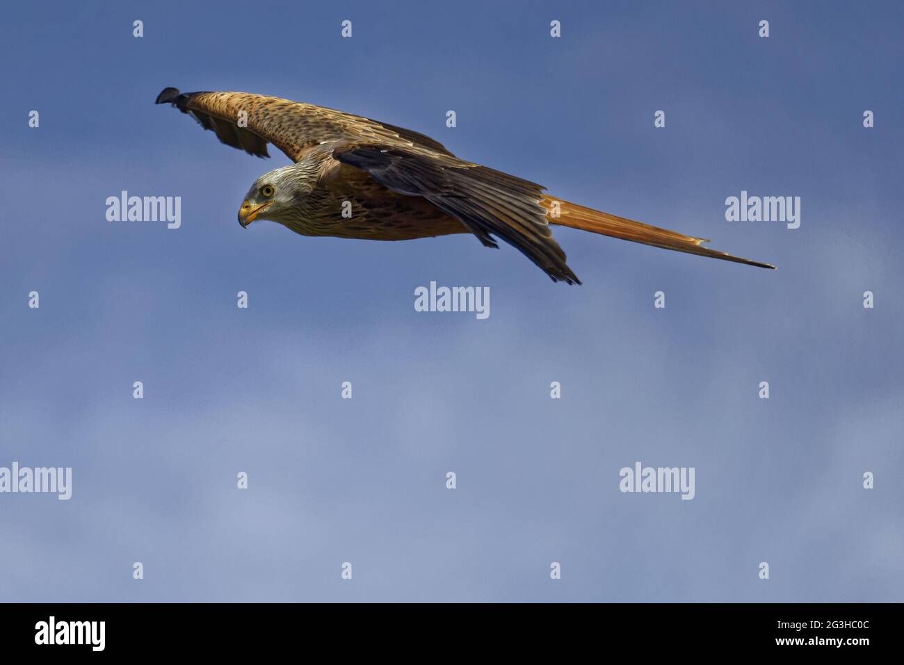 Red Kite,Milvus milvus. Stock Photo