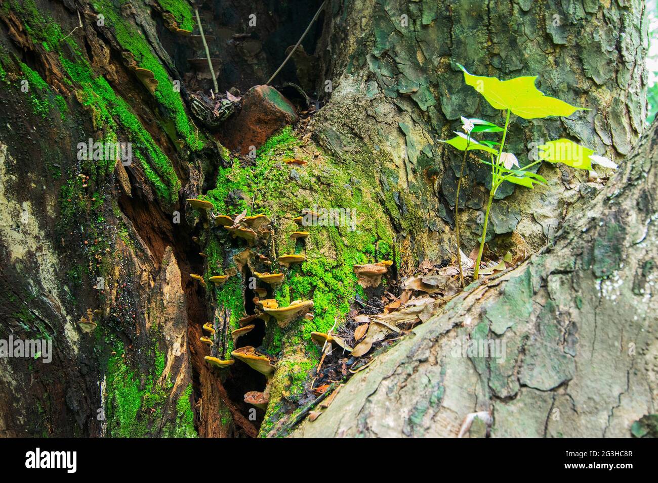 Fungus and green leaves, nature stock image - shot at Shibpur, Howrah, West Bengal, India Stock Photo