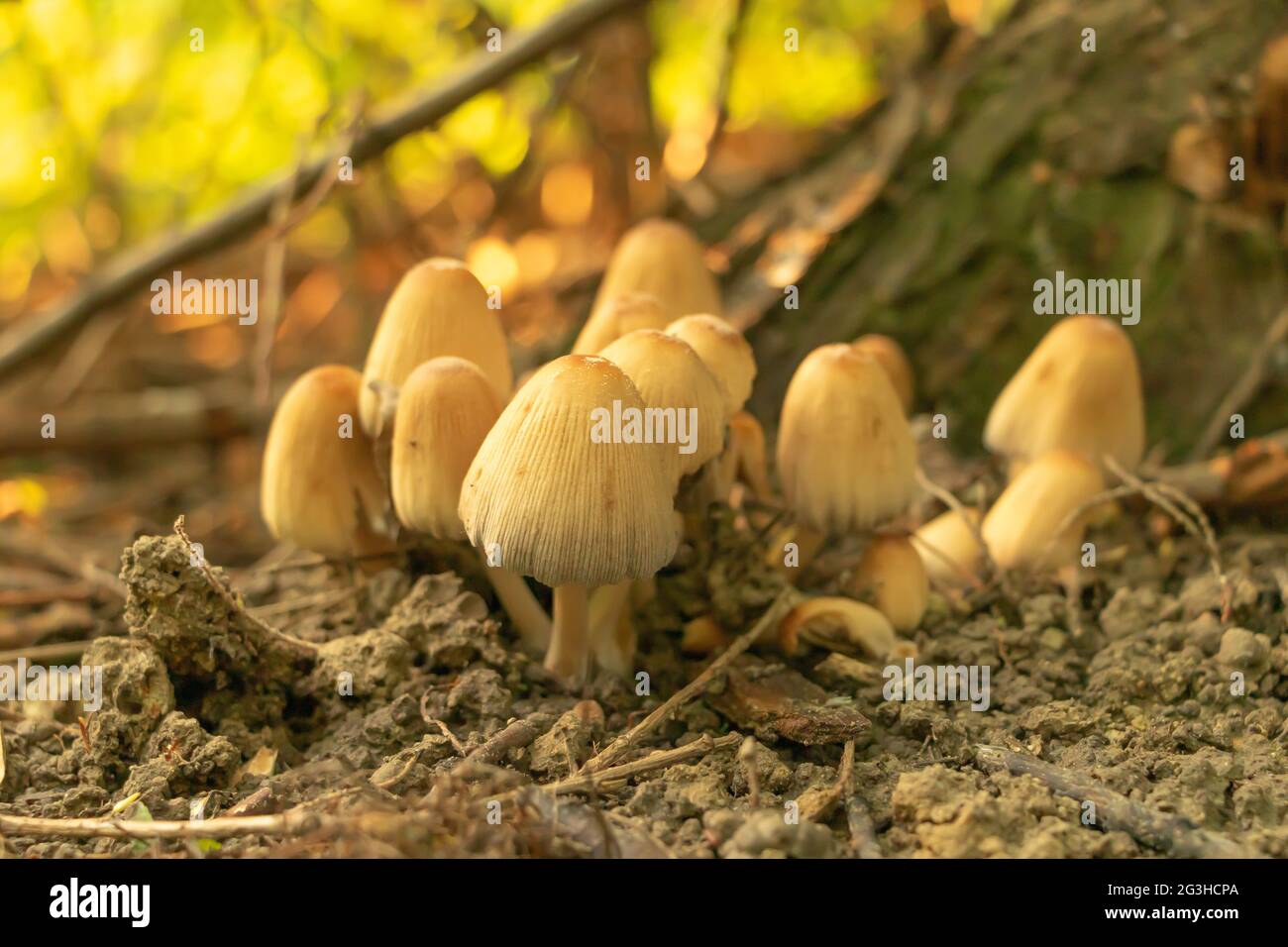 Selective focus shot of mica cap - coprinellus micaceus mushrooms in a forest. Stock Photo