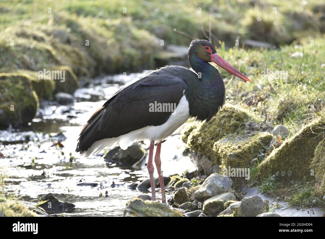 The black stork (Ciconia nigra) Stock Photo