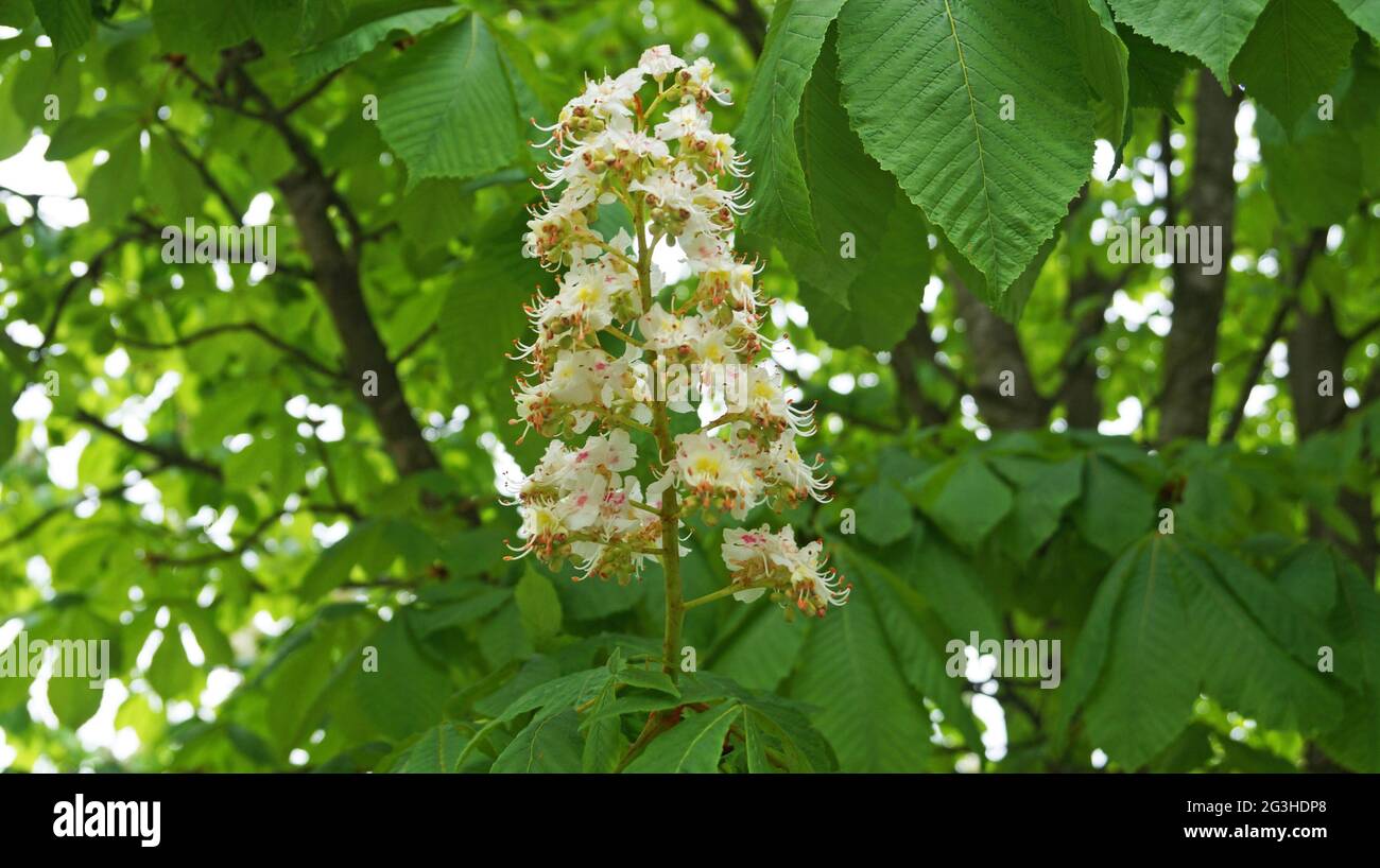 A branch of a chestnut tree with green leaves and an inflorescence of ...