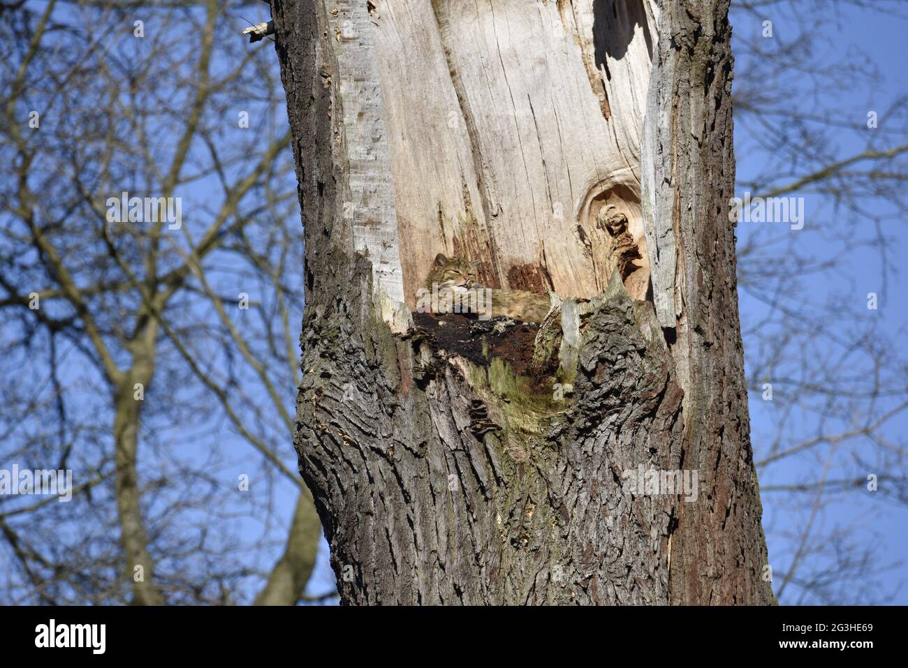 The wildcat (Felis silvestris) Stock Photo