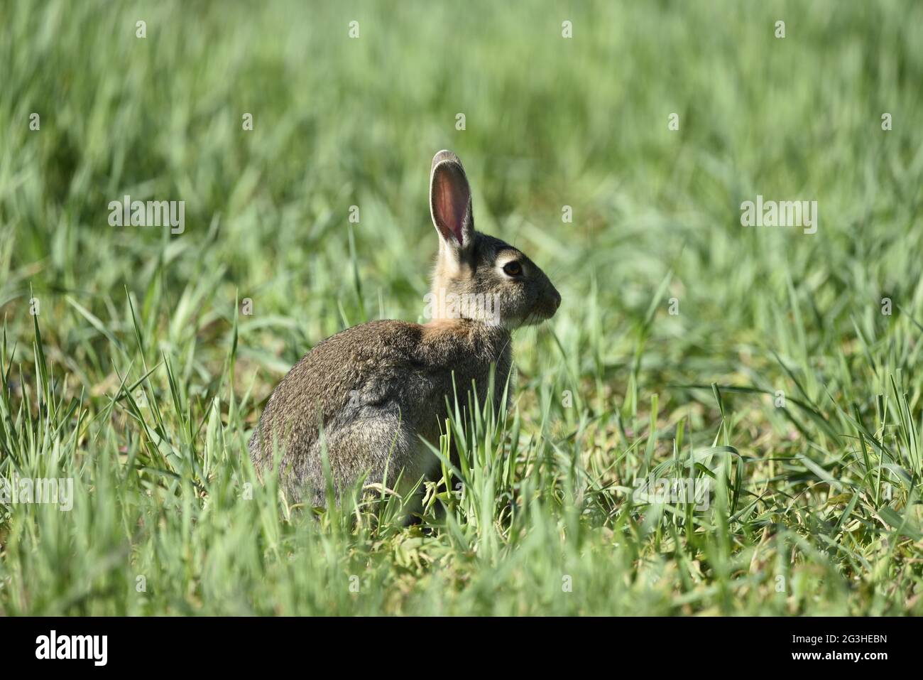 Close-Up Right Profile Portrait of a Wild Brown Rabbit (Oryctolagus cuniculus Sitting on Green Farmland Crops in Wales in June on a Sunny Day Stock Photo
