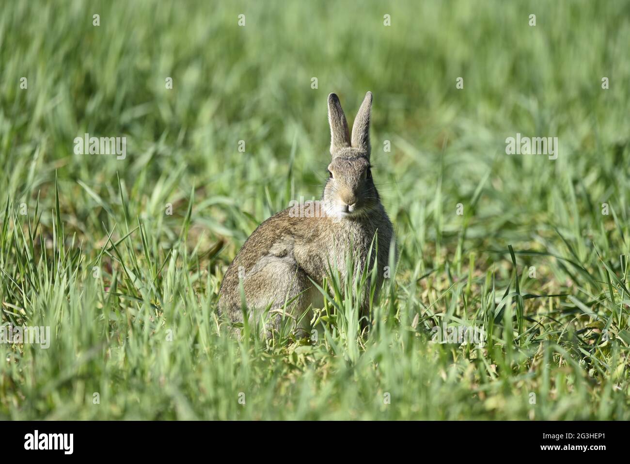 Close-Up Portrait of a Wild Brown Rabbit (Oryctolagus cuniculus) Facing the Camera on a Sunny Day Surrounded by Farm Crops in Wales in June Stock Photo
