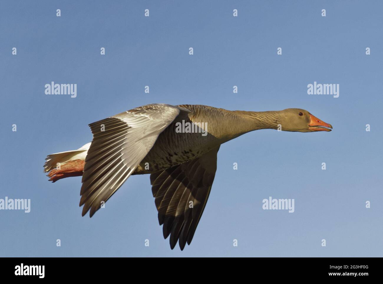 Geese in the bird biotope at Steinhude Meer. Stock Photo