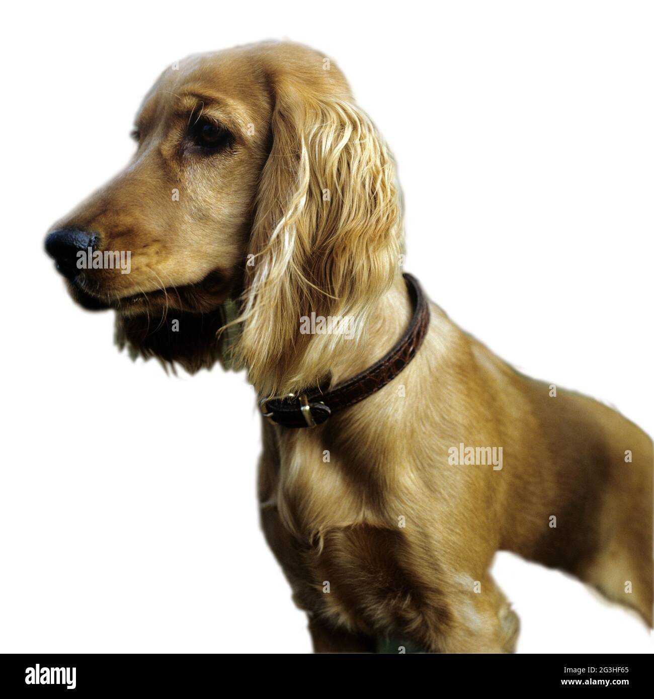 Red Cocker Spaniel Stock Photo