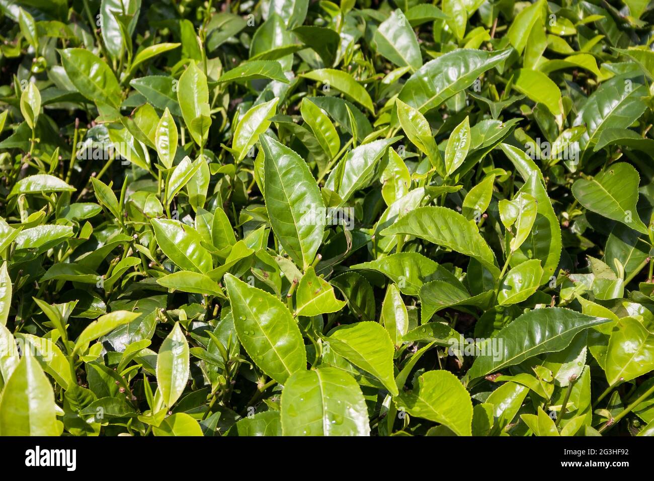 Green tea leaves on a plantation in Tzaneen, Limpopo, South Africa Stock Photo