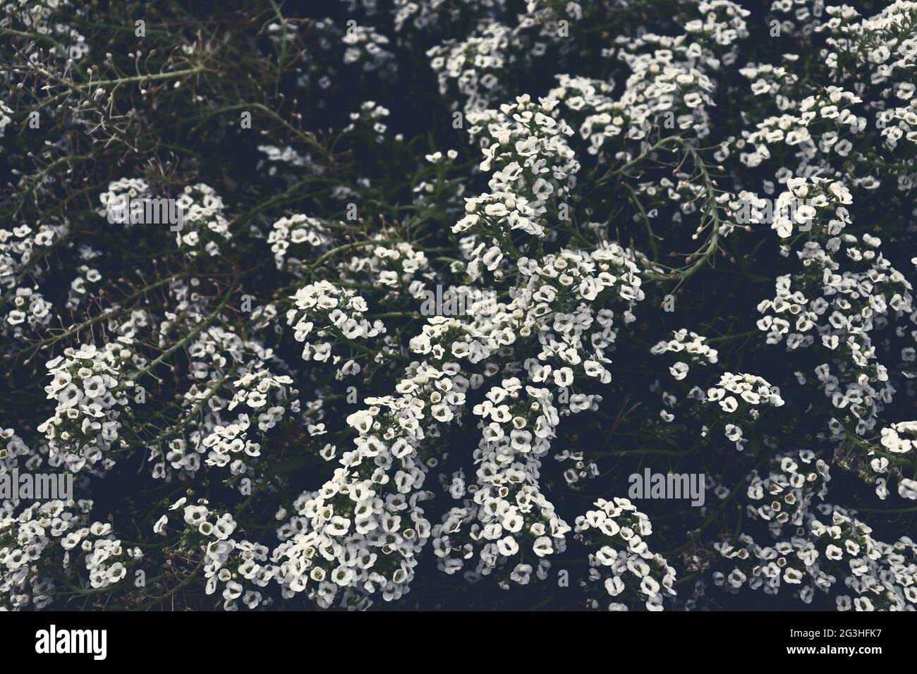 Nature Wallpaper White Flowers Field Beautiful White Flowers