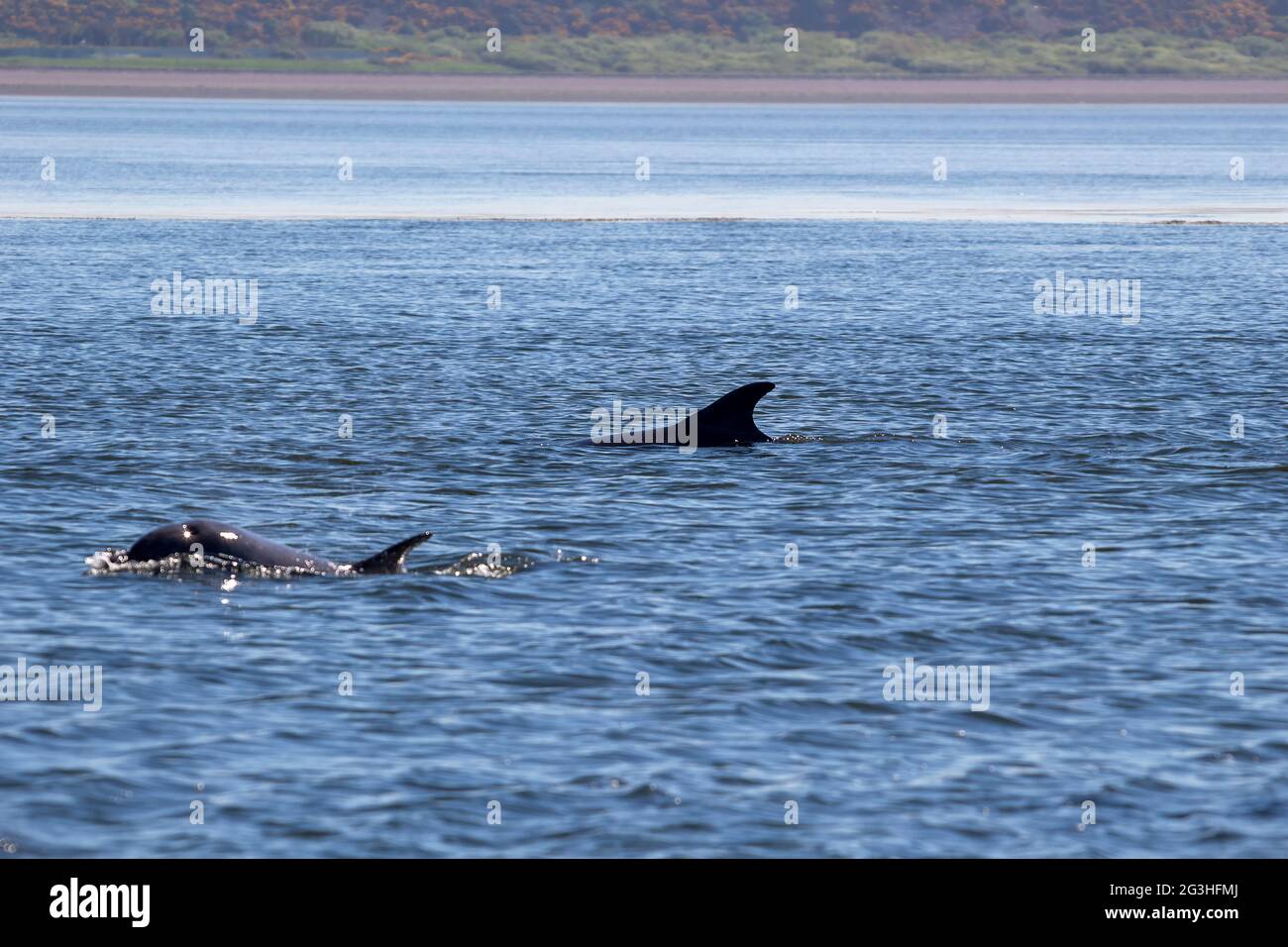 Bottlenose dolphins (Tursiops truncatus) in the Moray Firth at Chanonry Point near Inverness, UK Stock Photo