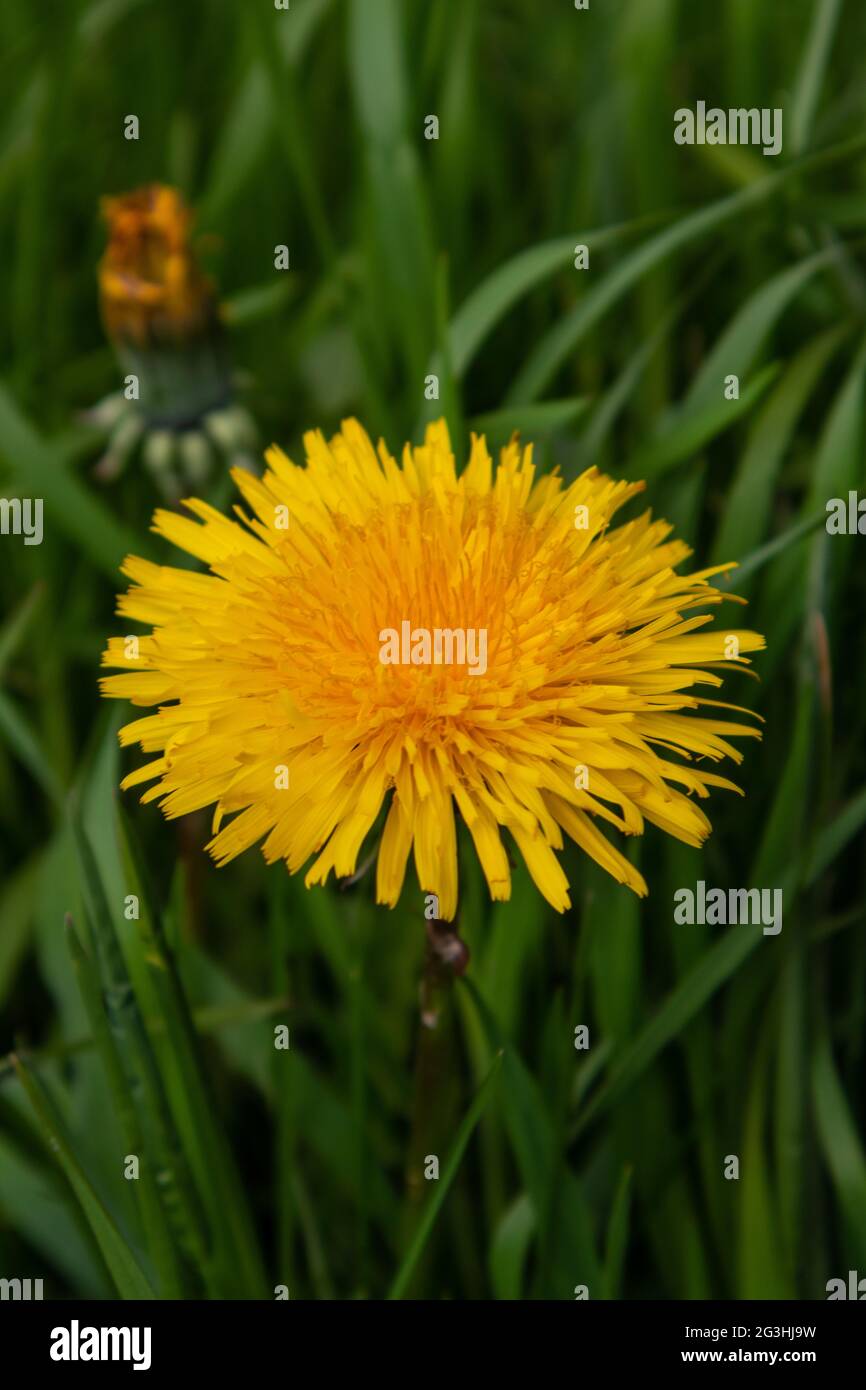 Taraxacum officinale, the dandelion flower Stock Photo - Alamy
