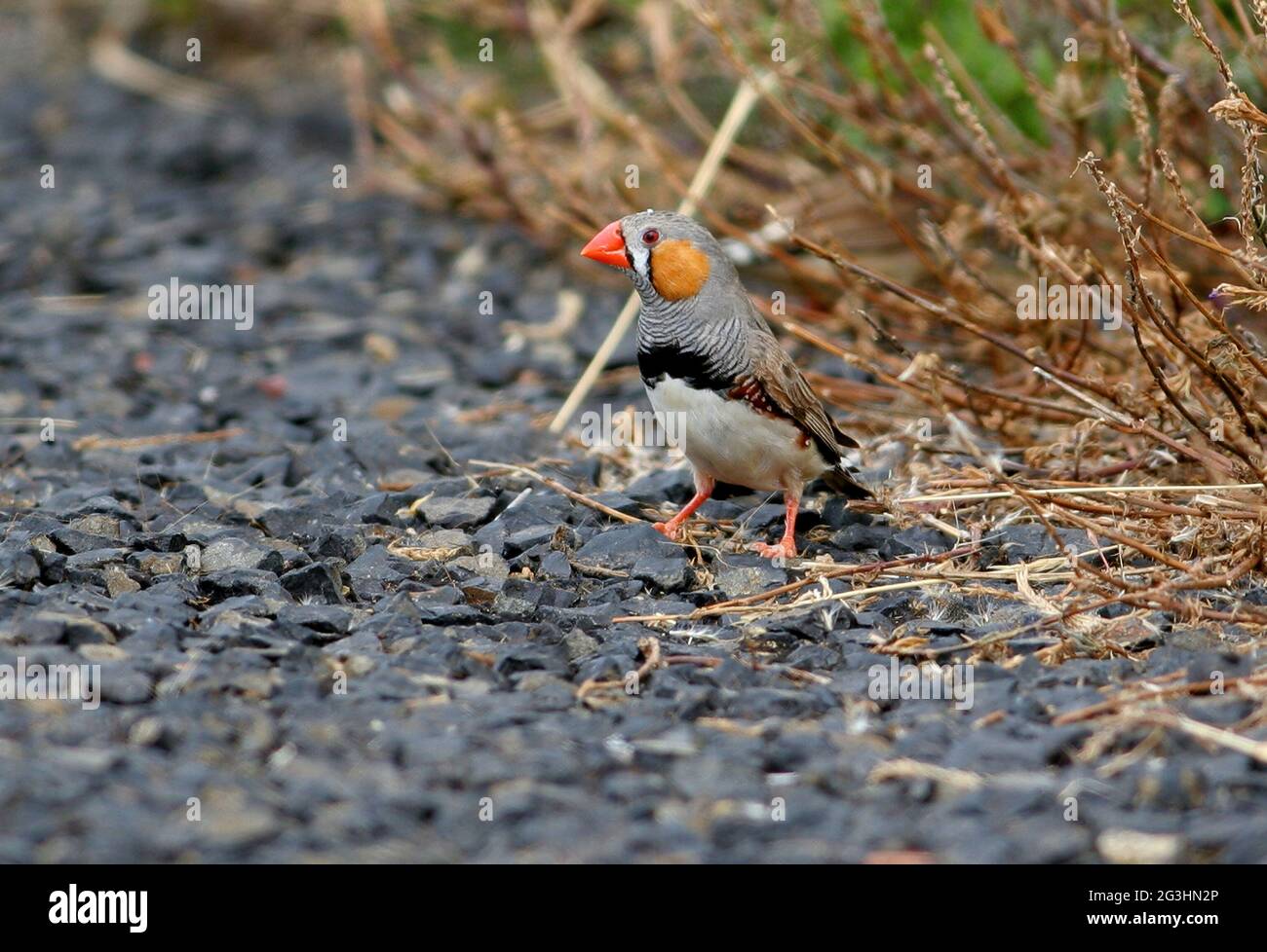 Australian Zebra Finch (Taeniopygia castanotis) male feeding on weed seeds on the side of quiet country road south-east Queensland, Australia      Jan Stock Photo