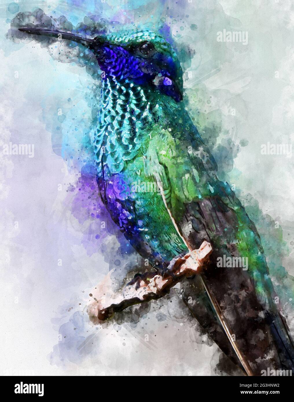 watercolour painting of exotic bird  blue-chinned sapphire (Chlorestes notata). hummingbird Stock Photo