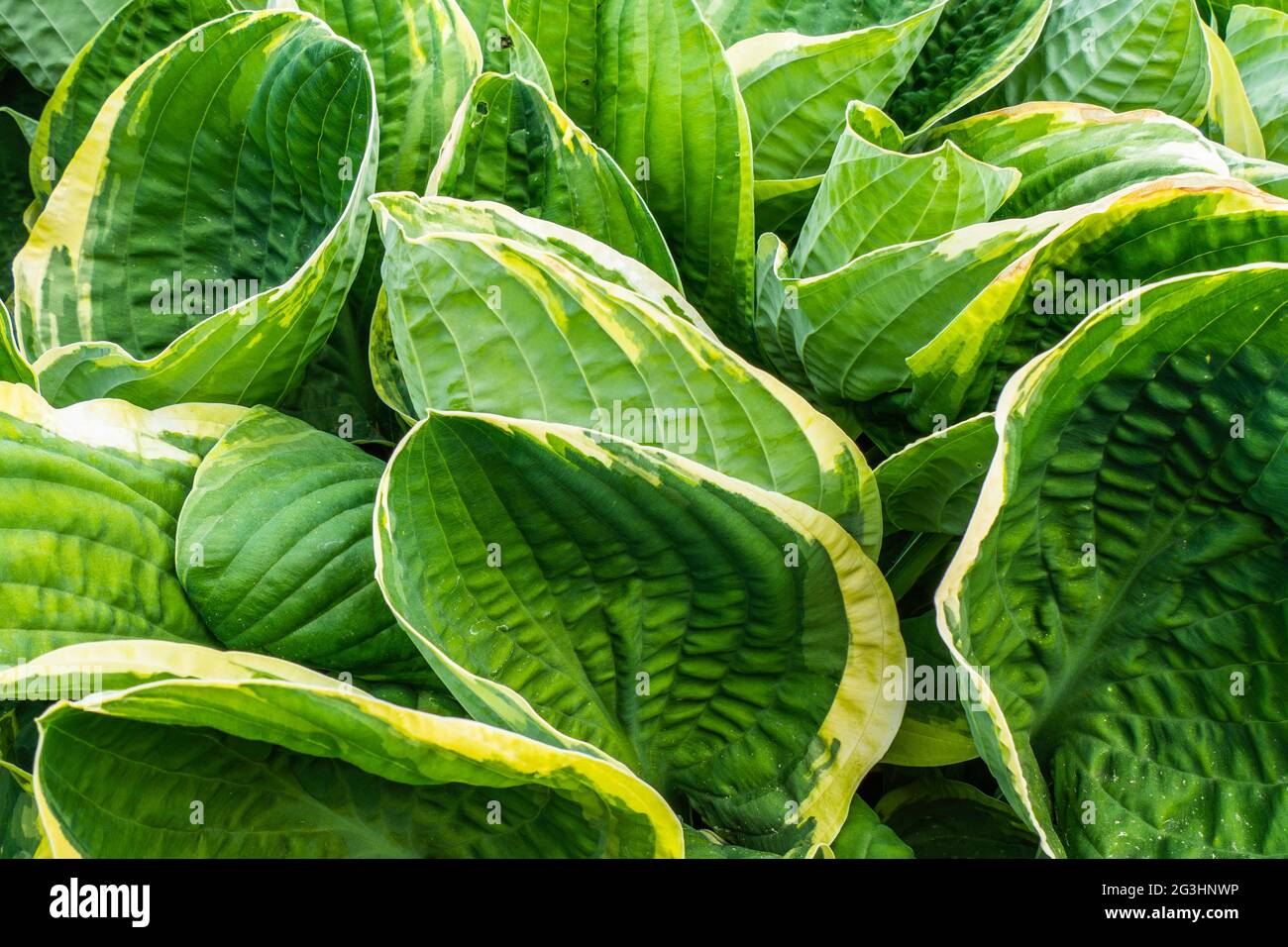 Hosta Flower, Variegated Green Leaves of Hosts with White Stripes Stock Photo