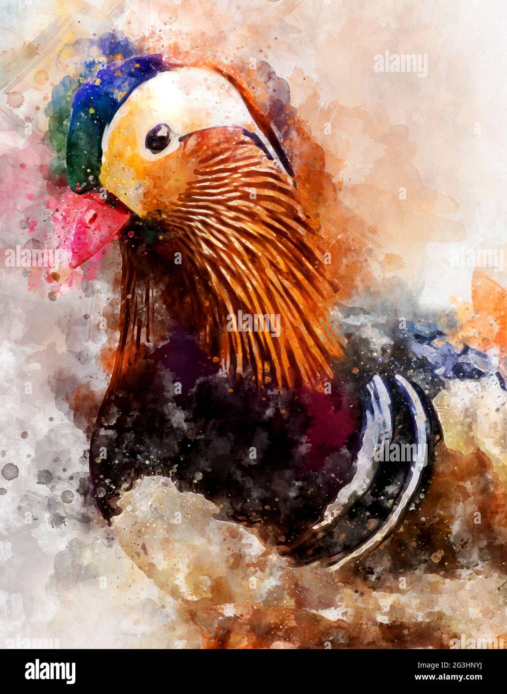 watercolour painting of mandarin duck (Aix galericulata). Stock Photo