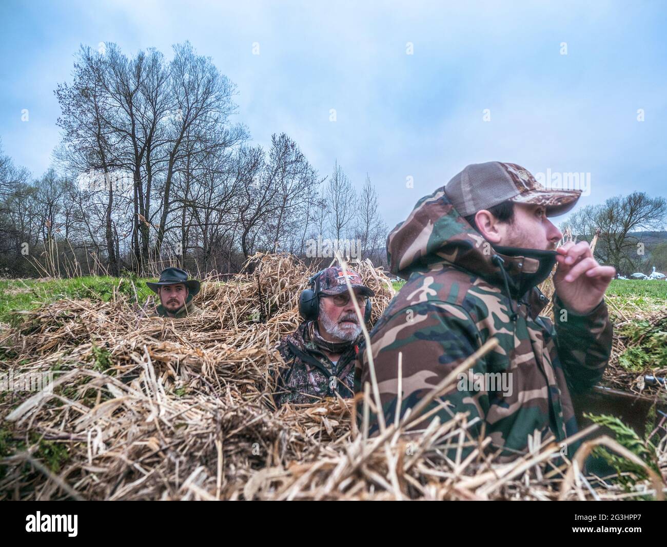 Hunting wild geese ducks snow geese goose hunt Stock Photo Alamy