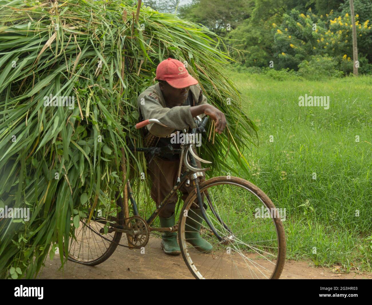 Bicycle overloaded with a large heap of freshly cut elephant grass Stock Photo