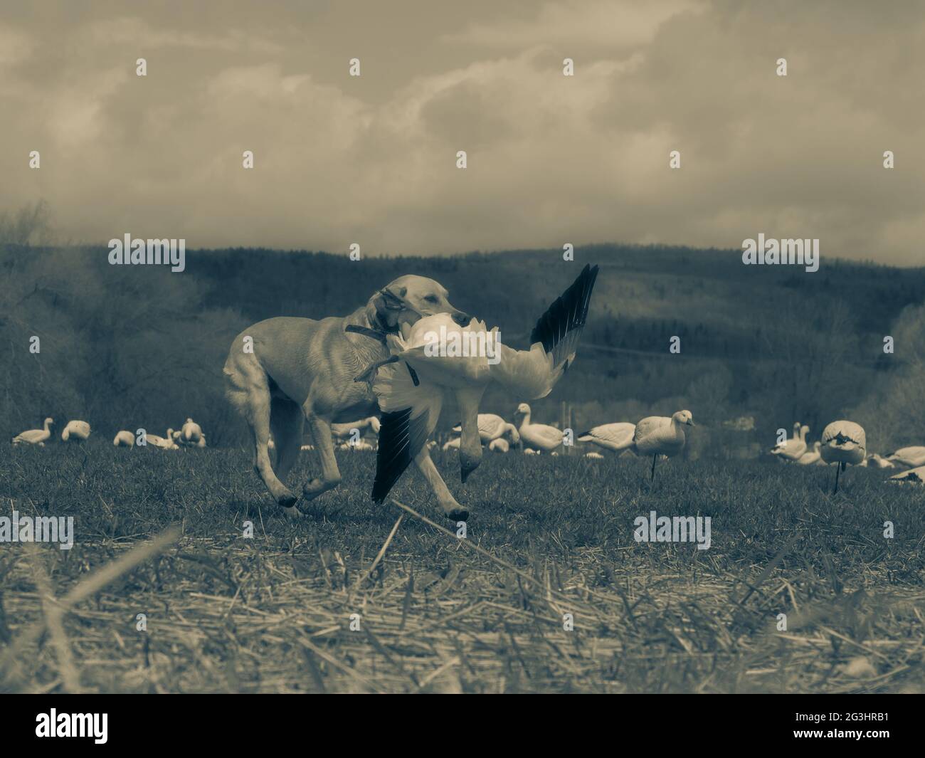 Hunting wild geese ducks snow geese goose hunt Stock Photo Alamy