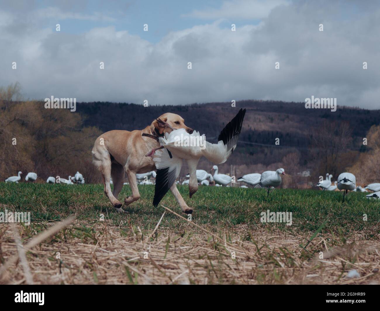 Hunting wild geese ducks snow geese goose hunt Stock Photo Alamy