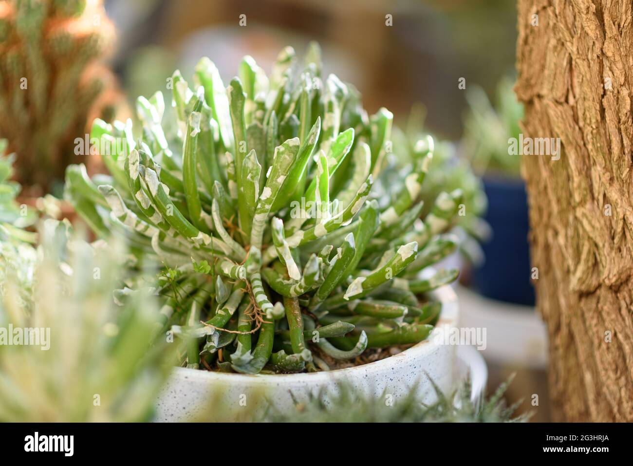 Succulent in flower pot outdoors. Senecio is a genus of flowering plant in the daisy family. Stock Photo