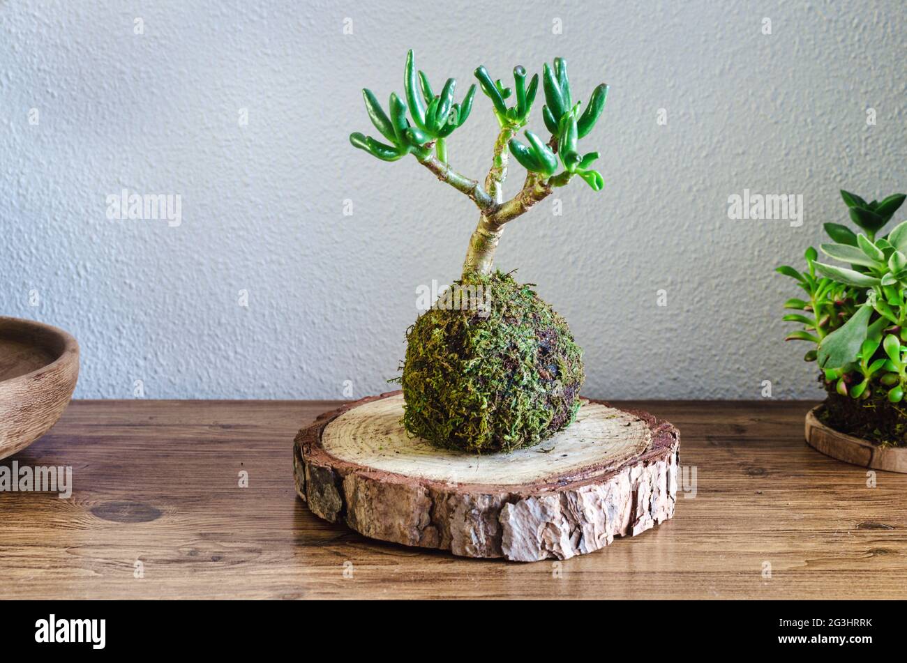 Kokedama of a succulent plant called Crassula Ovata Gollum or Hobbit on a wooden table Stock Photo