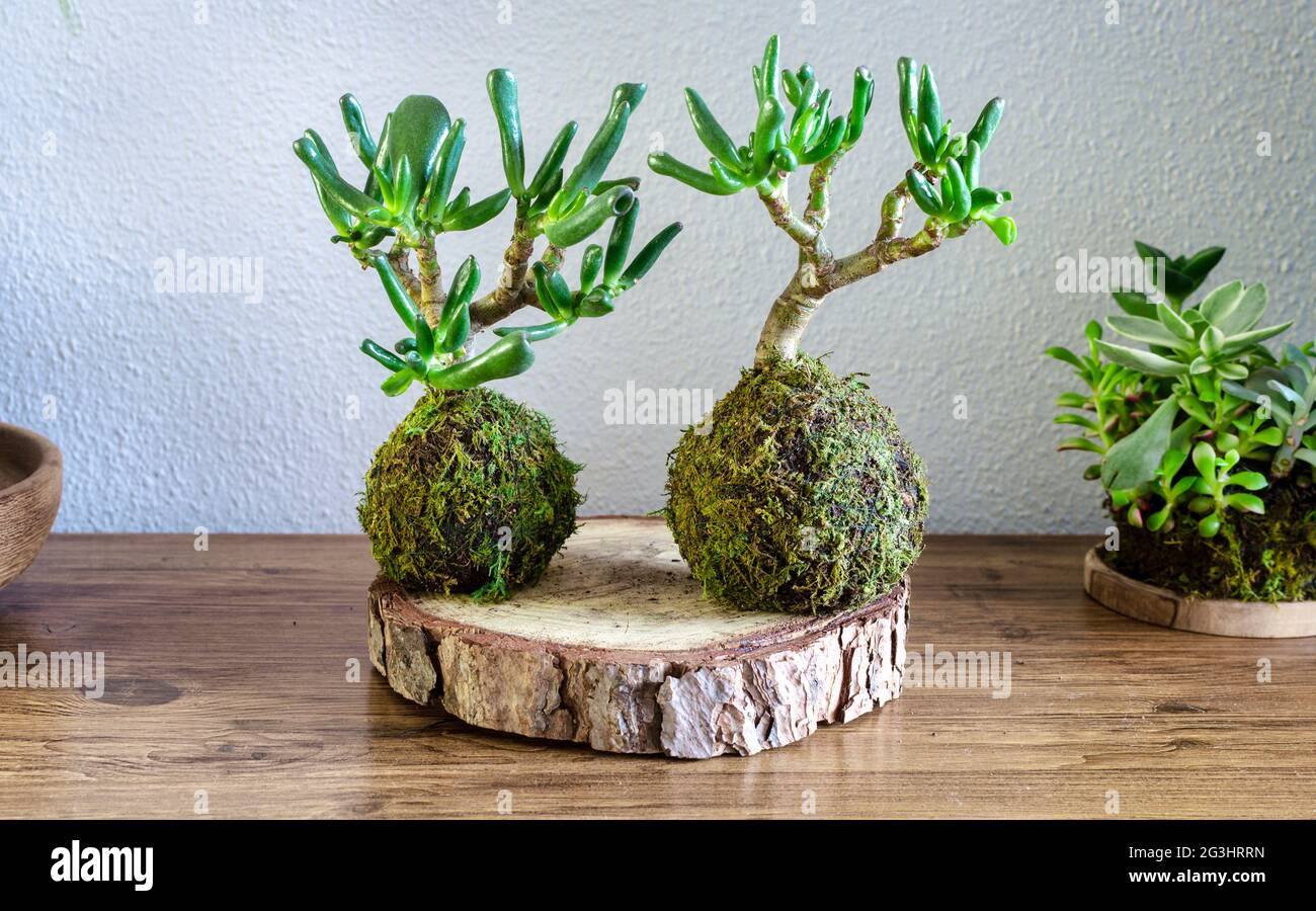 Kokedama of a succulent plant called Crassula Ovata Gollum or Hobbit on a wooden table Stock Photo