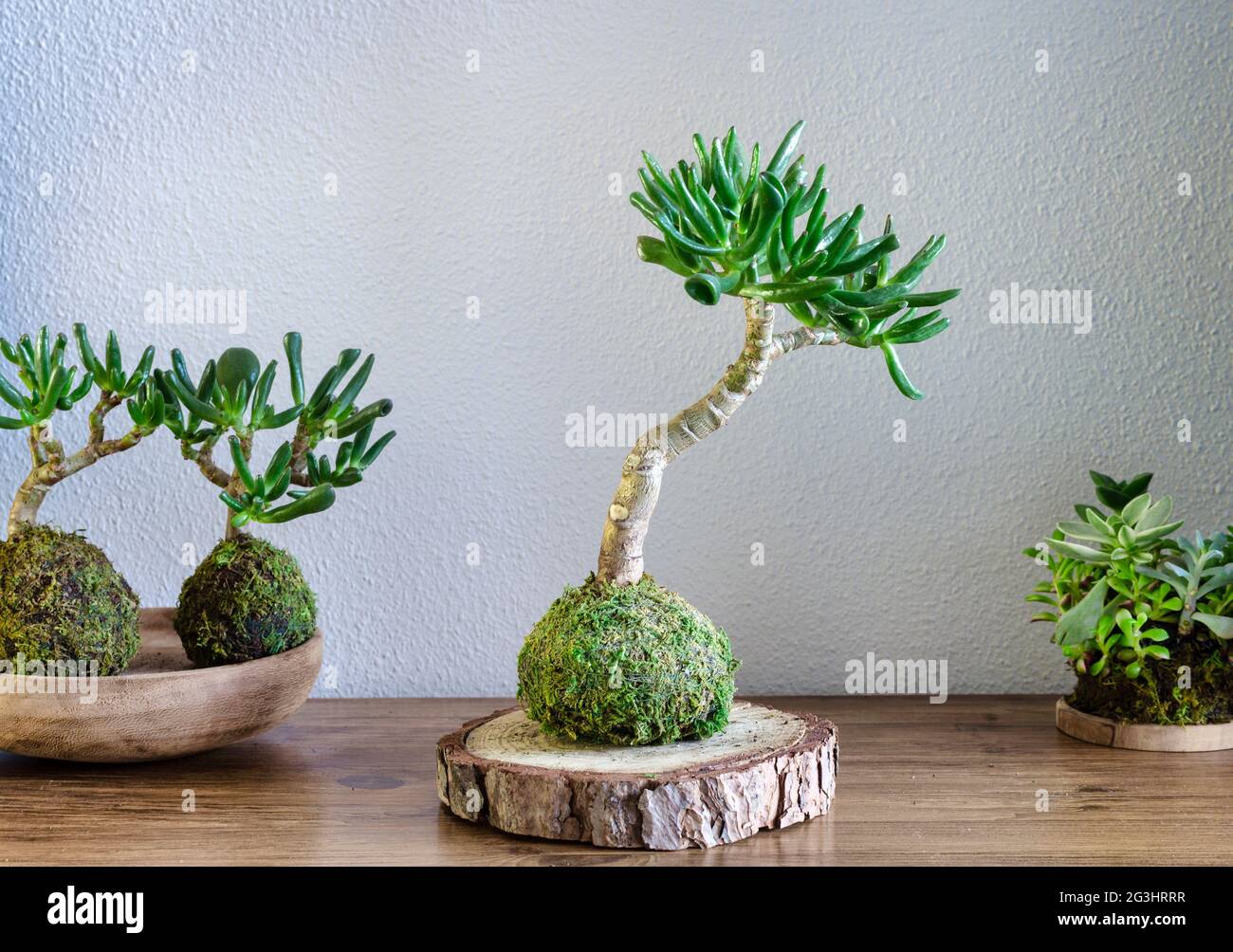 Kokedama of a succulent plant called Crassula Ovata Gollum or Hobbit on a wooden table Stock Photo