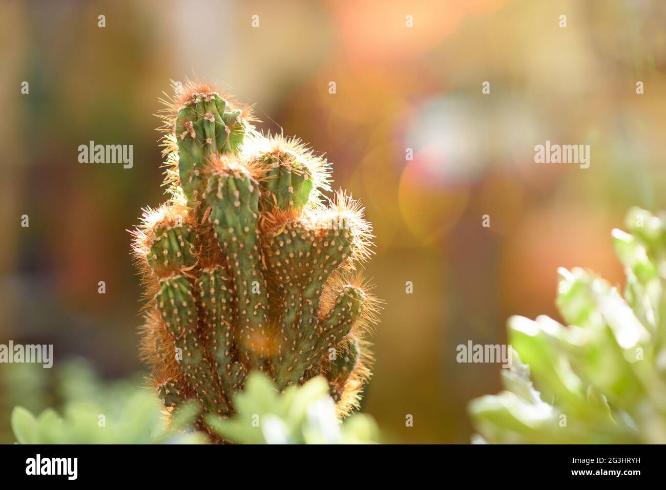 Cactus in flower pot outdoors at sunset. Selective focus. Stock Photo