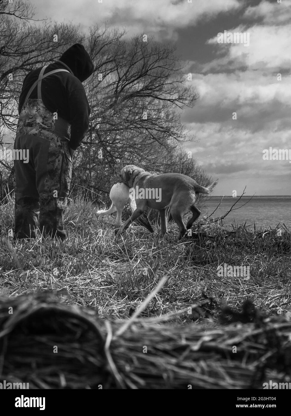 Hunting wild geese ducks snow geese goose hunt Stock Photo Alamy