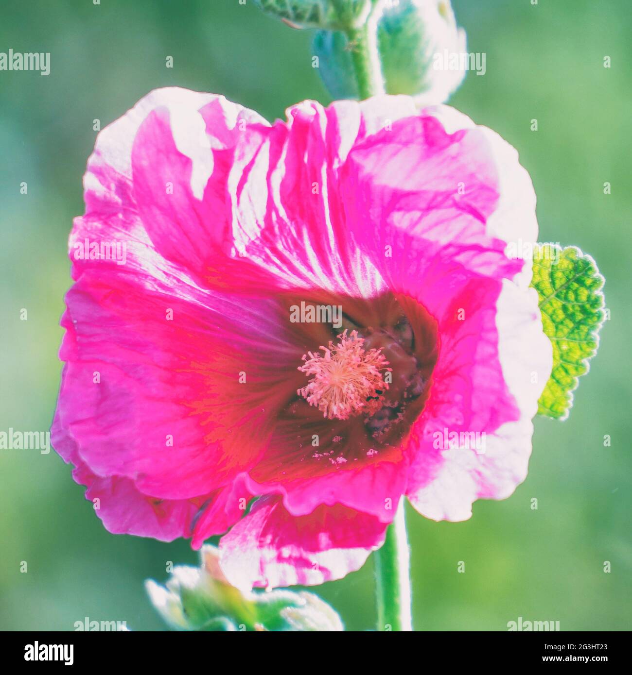 Pink flower mallow or malva in the garden on a natural background. Selective focus Stock Photo