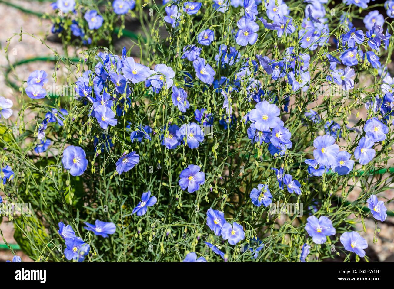Perennial Flax, Berglin (Linum perenne) Stock Photo