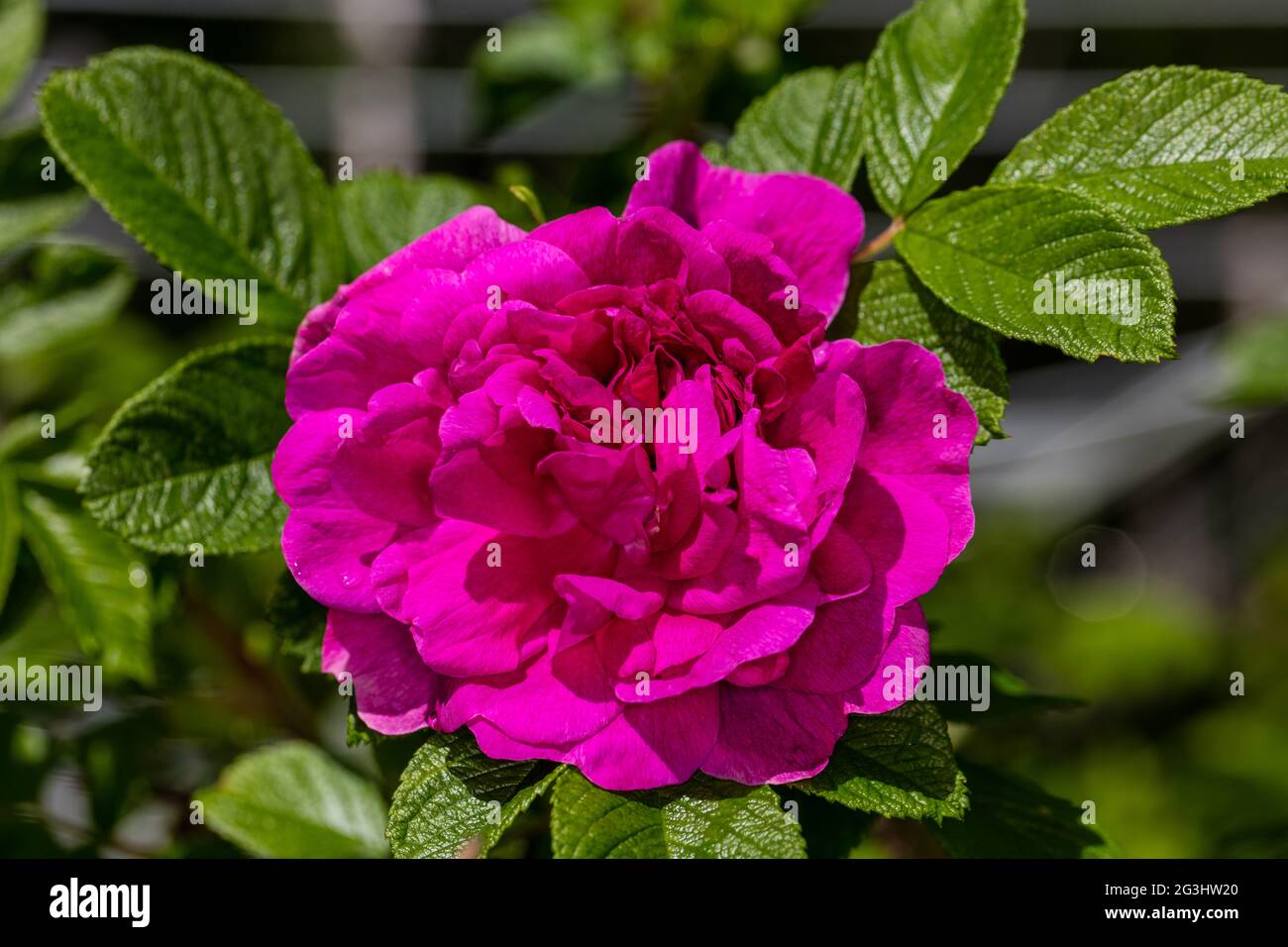 'Hansa' Garden rose, Trädgårdsros (Rosa x rugosa) Stock Photo