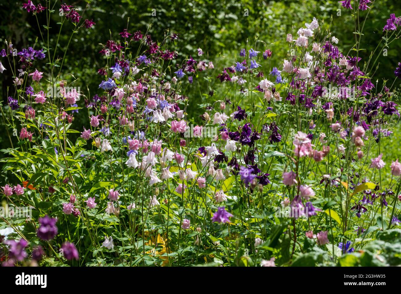 European Columbine, Akleja (Aquilegia vulgaris) Stock Photo