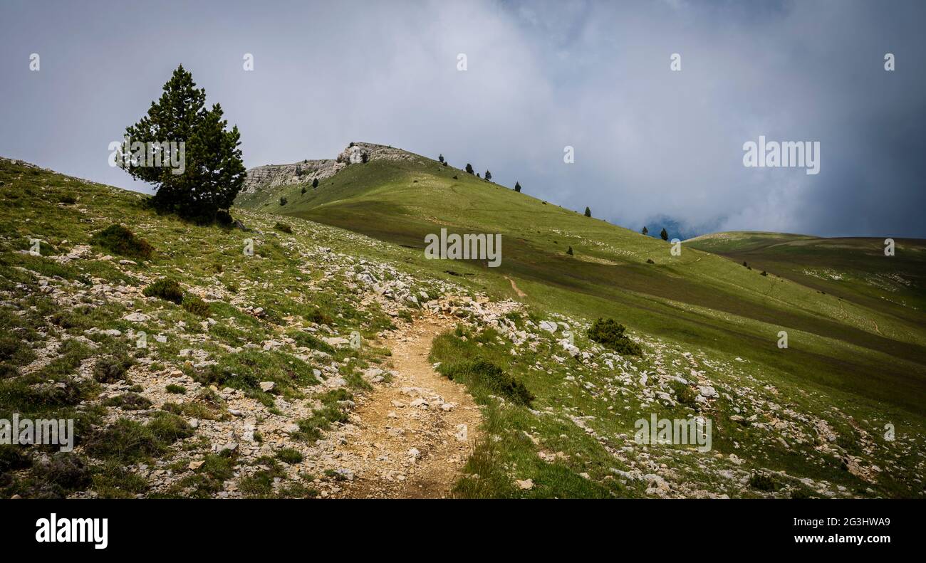 Path between alpine meadows in the Serra d'Ensija mountain range (Berguedà, Barcelona, Catalonia, Spain, Pyrenees) ESP: Camino entre prados alpinos Stock Photo